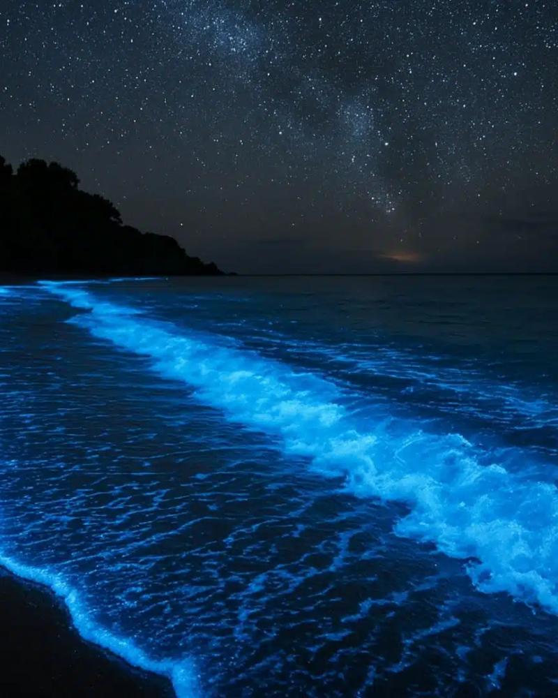Bioluminescence In Costa Rica