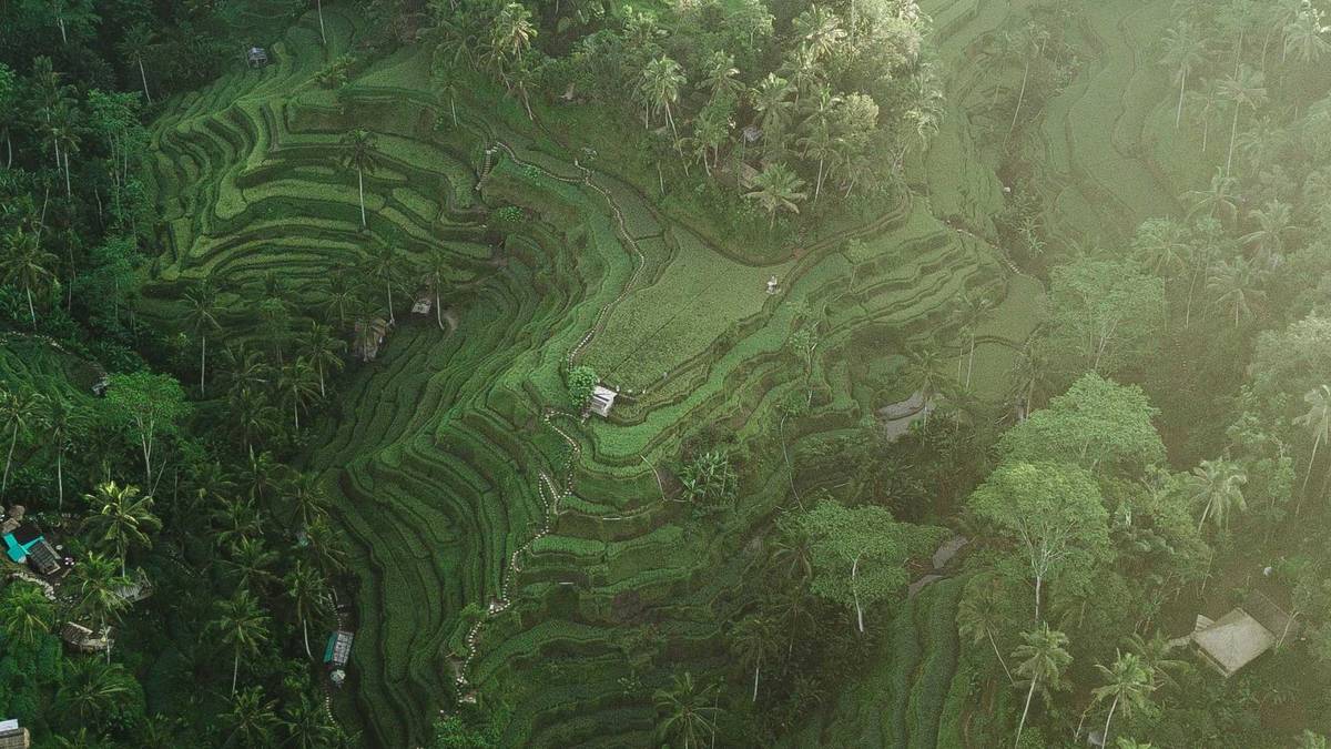 Top 10 Things To Do In Ubud, Bali