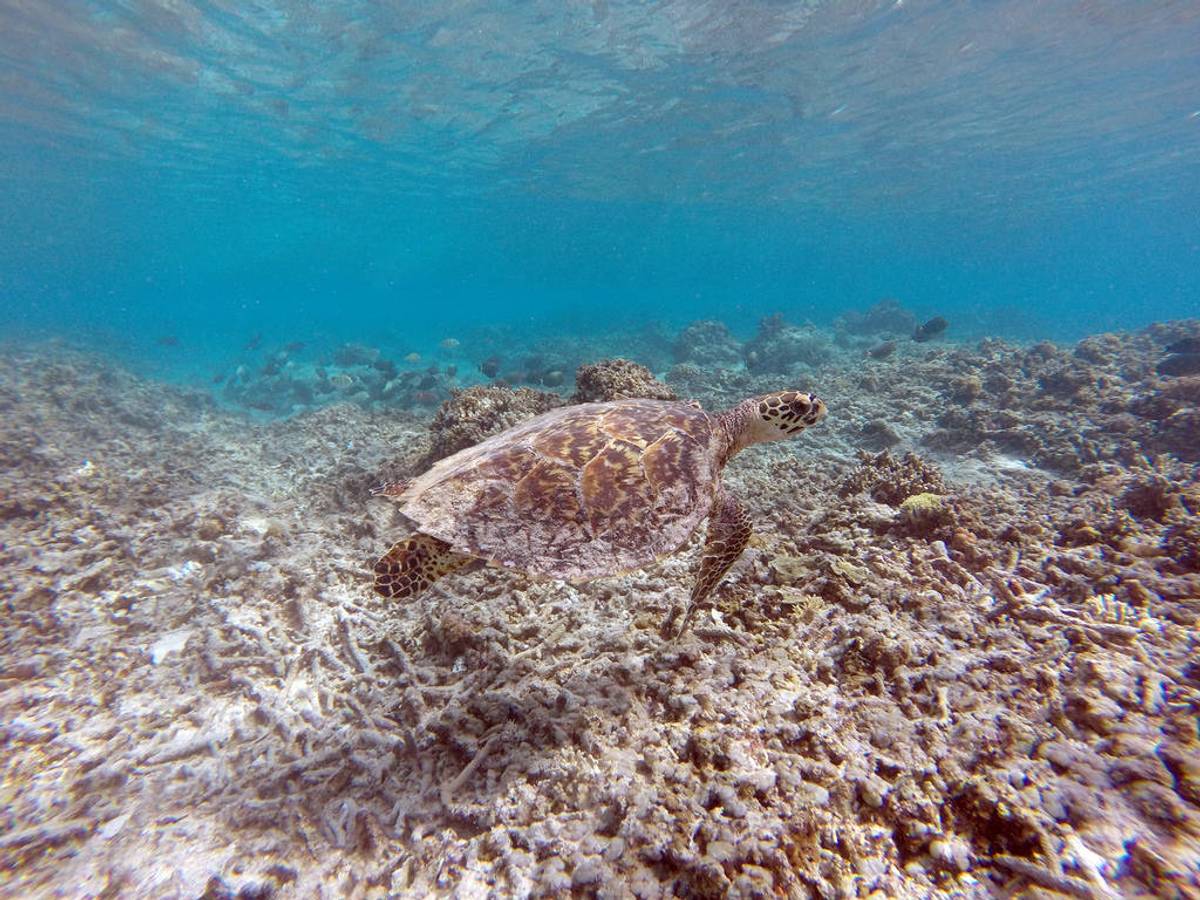 Sea Turtle Gili Meno