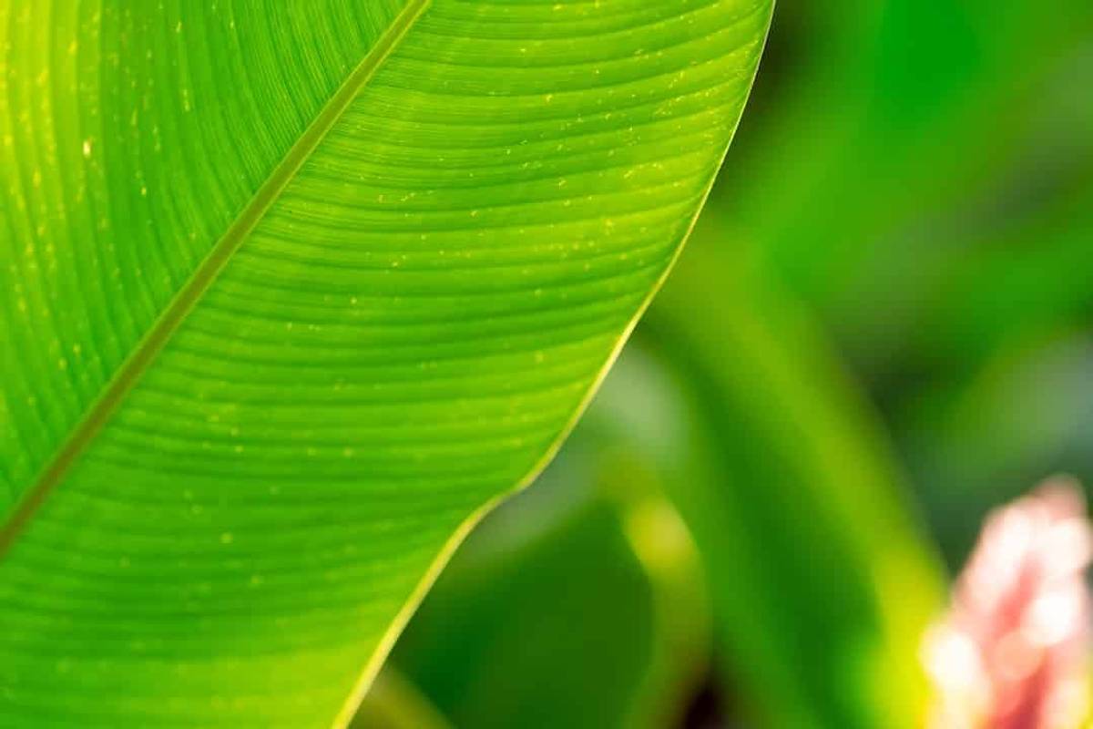 Closeup on Green leaves