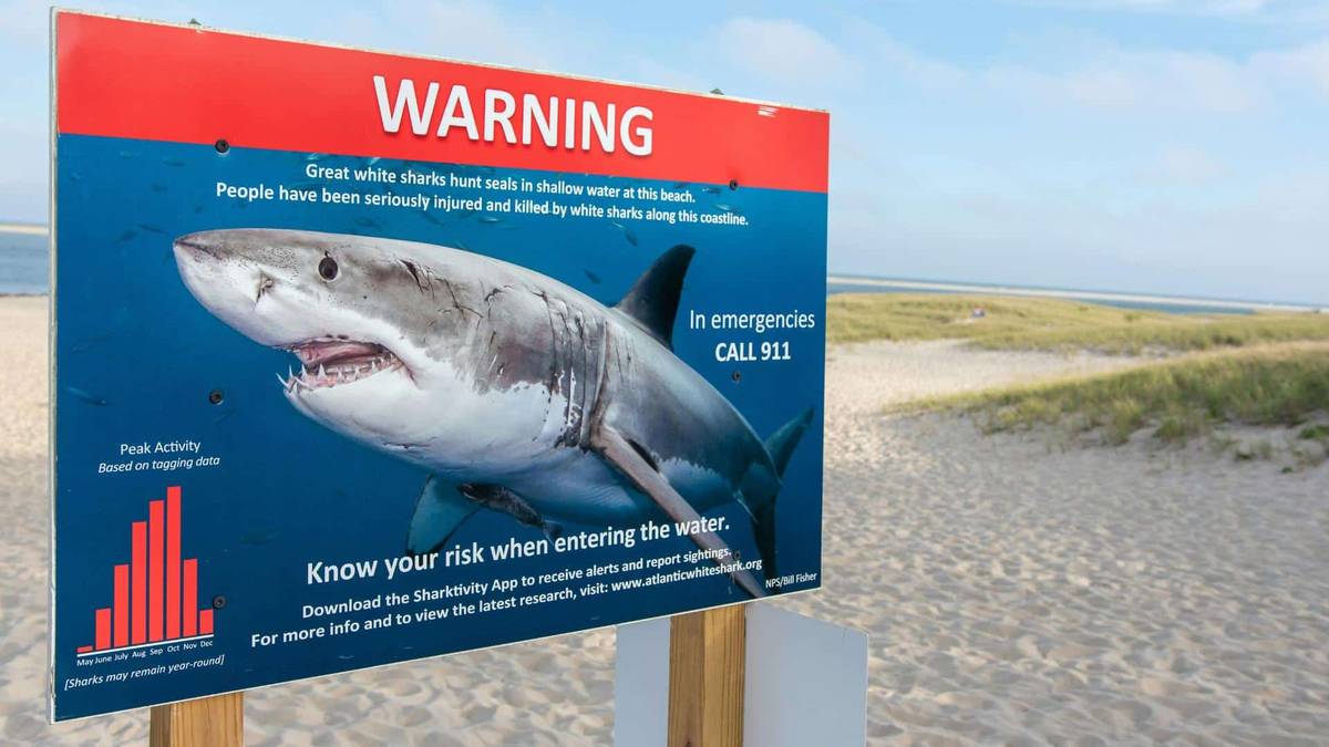How Many Shark Attacks Per Year: It’s Less Than You Would Think