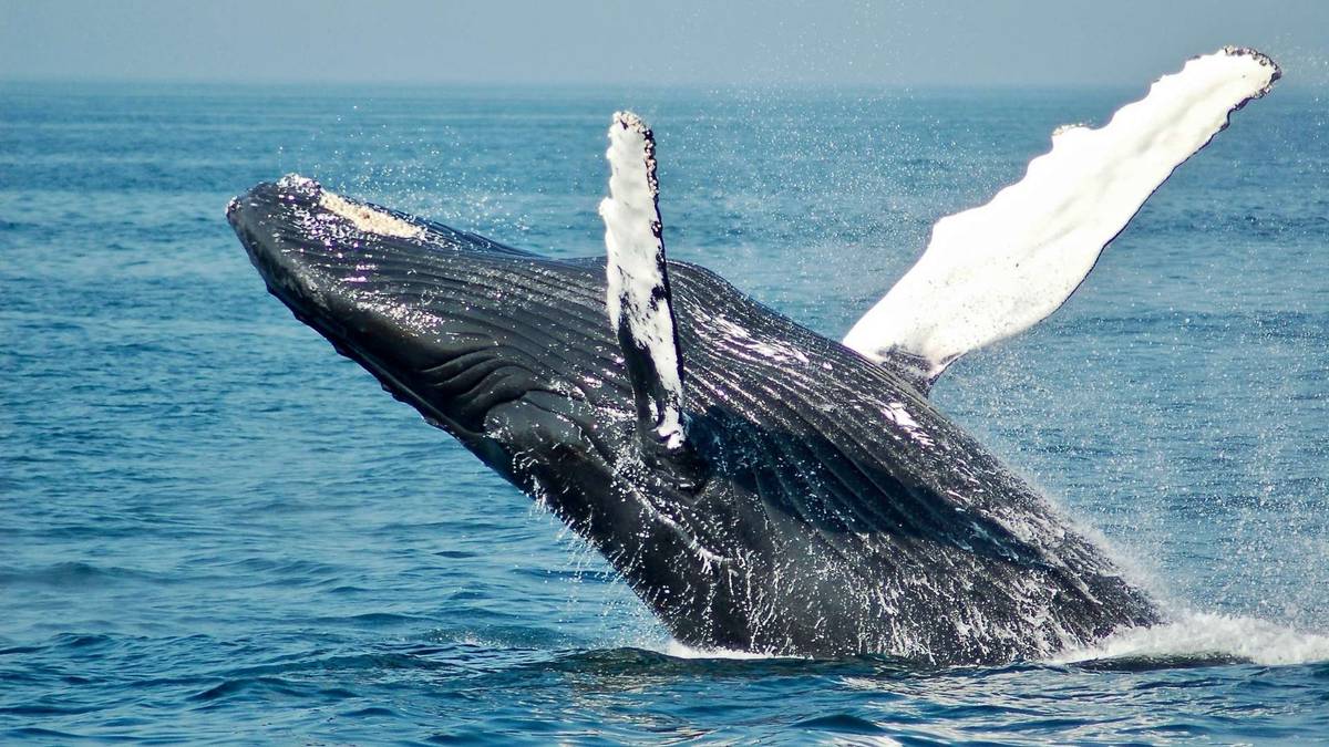 Whale Watching In Uvita: When & Where To See These Gentle Giants