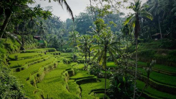 Top 10 Things To Do In Ubud, Bali