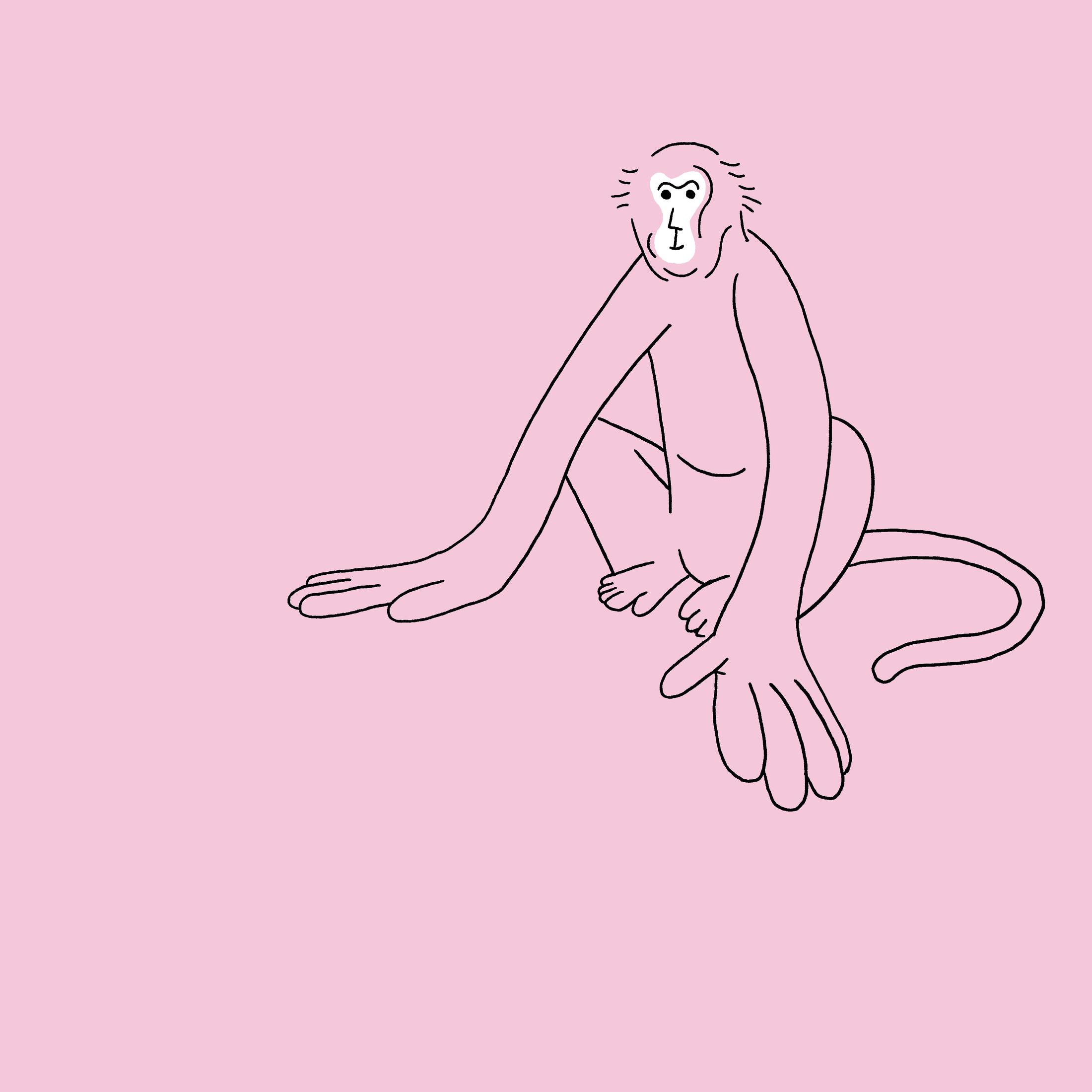 header: monkey