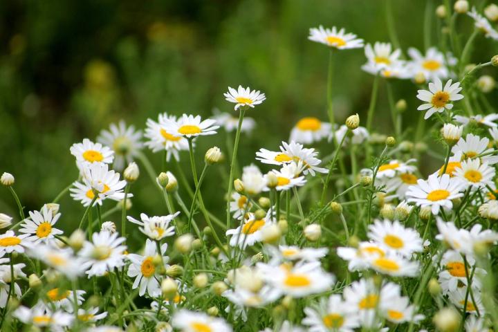 Whoops a Daisy profile image 2