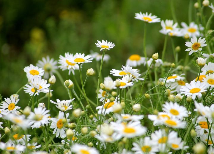 Whoops a Daisy profile image 2