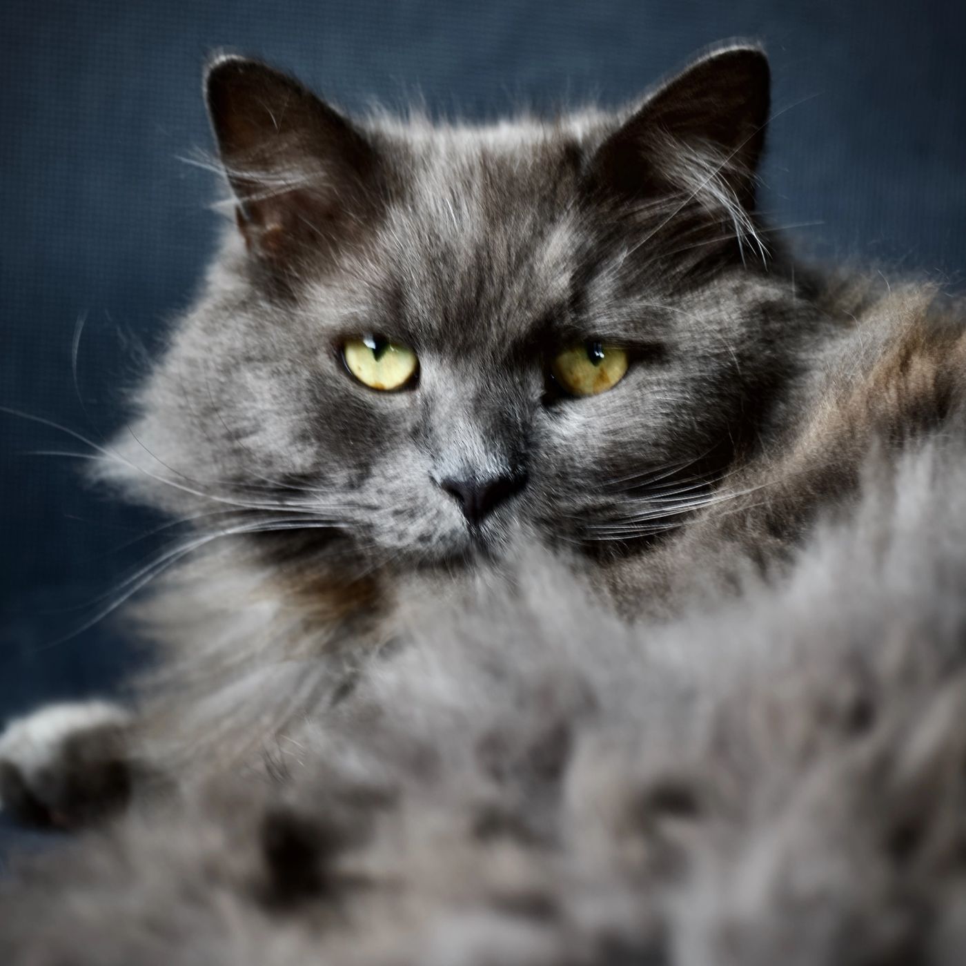 The most loving and huggable cat on the planet, in spite of his tired look like he spent working 60 hrs last week, he is full of emotion and loves uppies.