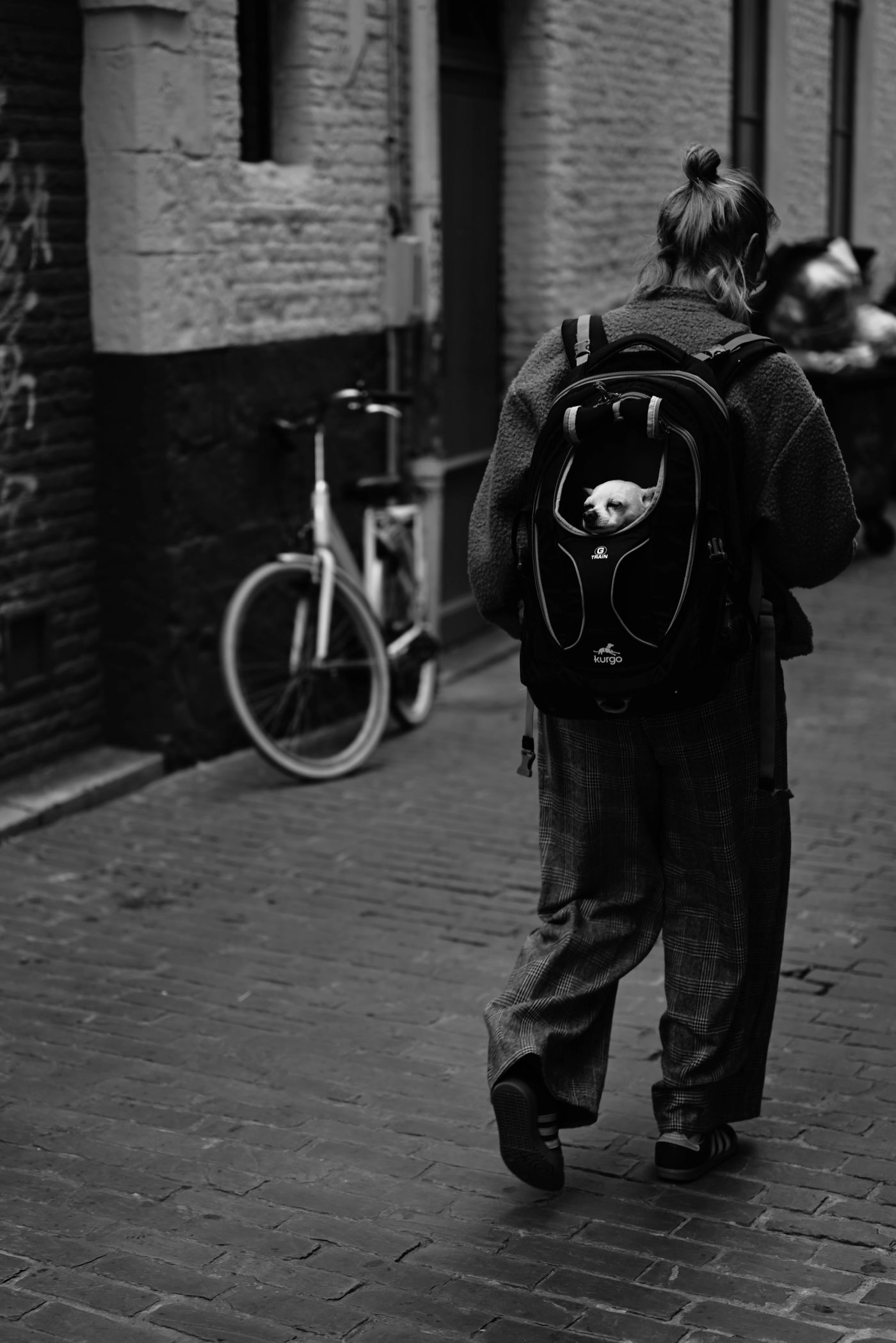 The goodest boy on an adventure in a backpack, seen on the streets of downtown Ghent.