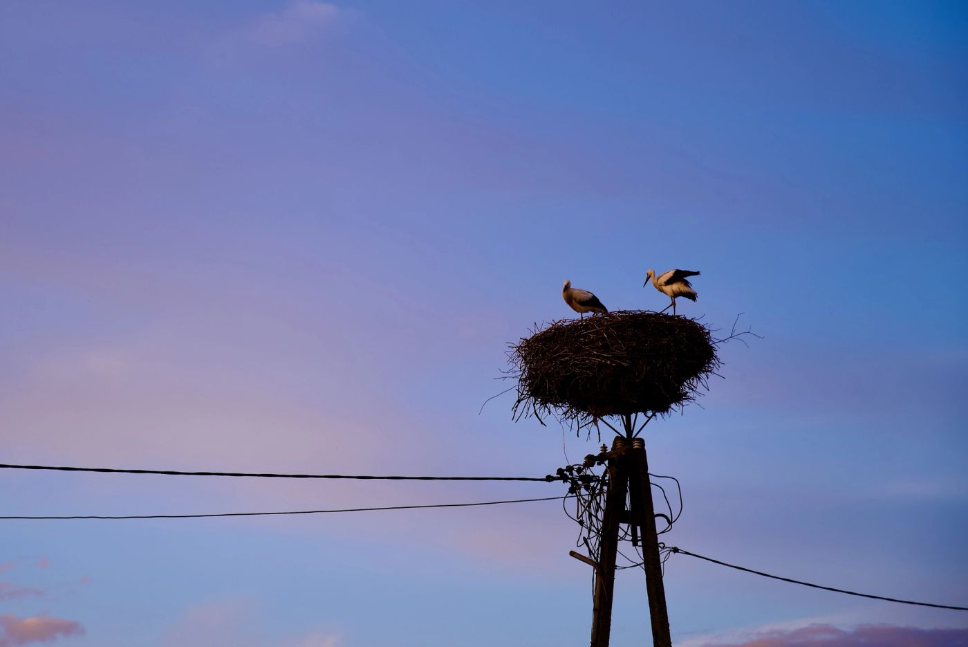 Storks, the proud parents, in the nest. Moments before sunset, already winding down after long day of taking care of their children