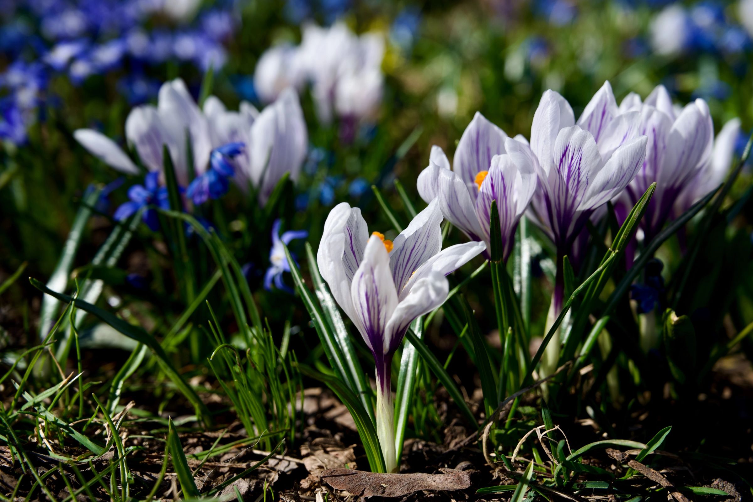 A flower has grown in front of other flowers as if it's being a protector, a guard, a leader. 