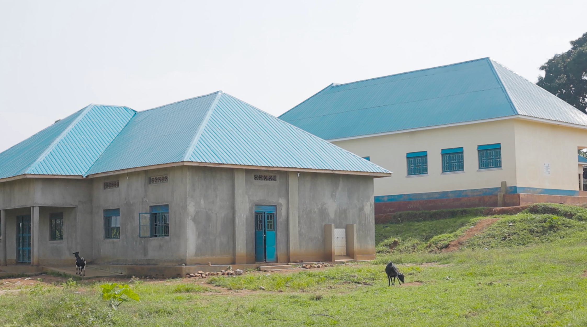 Two new school buildings on a grassy hill with some goats grazing
