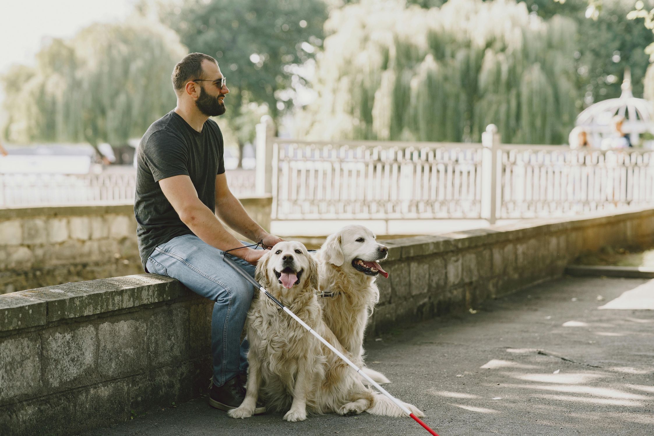 A man with sunglasses sitting down on a brick ledge with two labradors and a walking cane