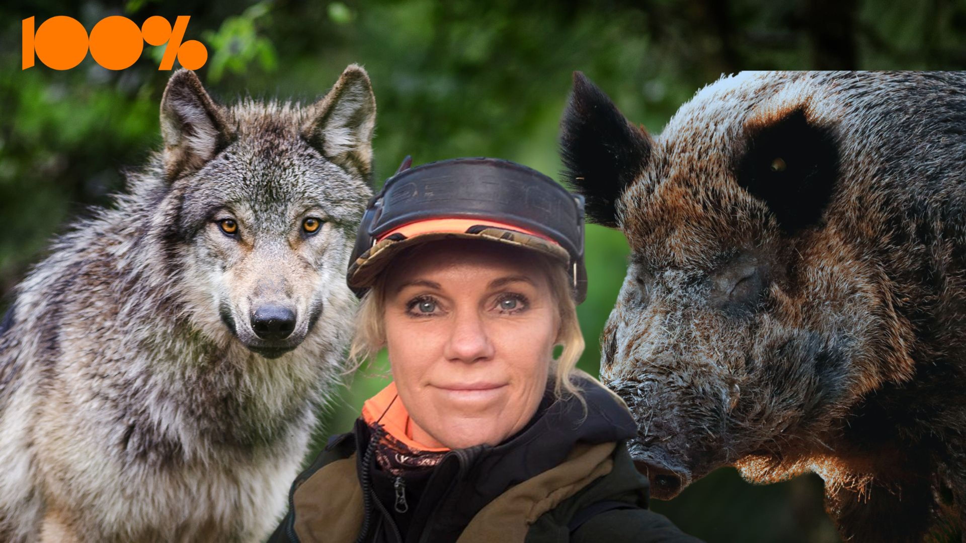 Varför tycker vi sämre om vildsvin än om varg?