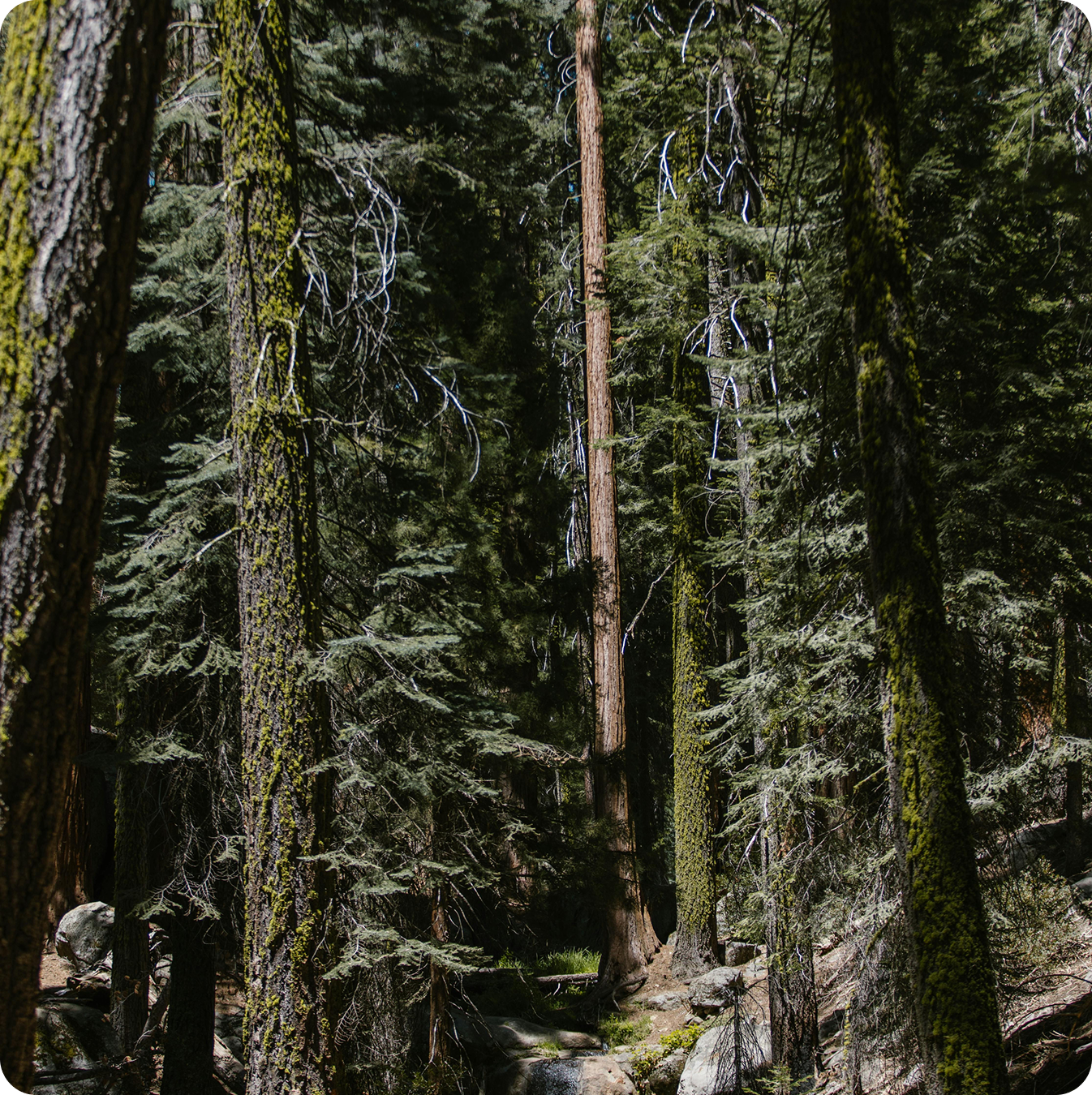 Klamath National Forest 