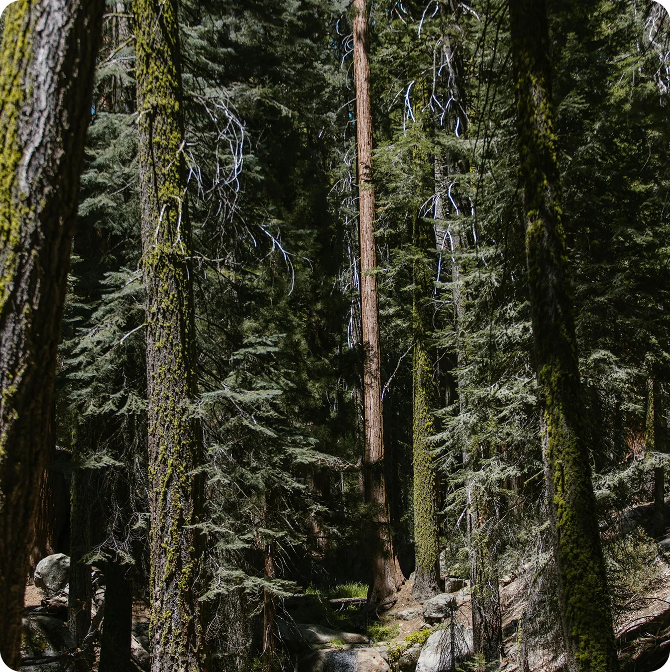 Klamath
National Forest