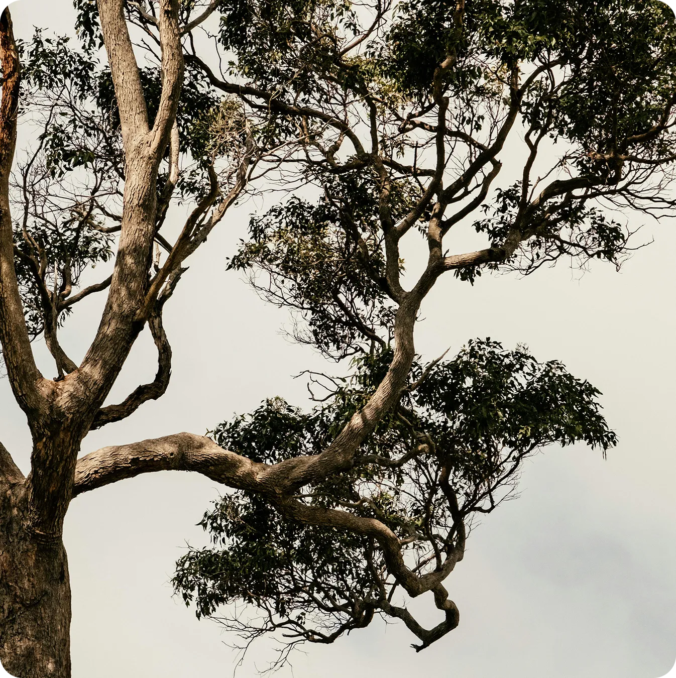 Usambara Biodiversity Conservation, Tanzania