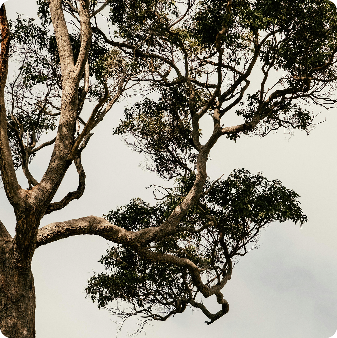 Usambara Biodiversity Conservation, Tanzania