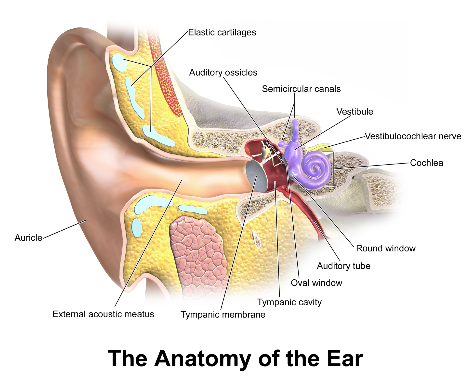 Cut-away diagram of the outer ear, middle ear with ossicles, and inner ear with cochlea and semicircular canals