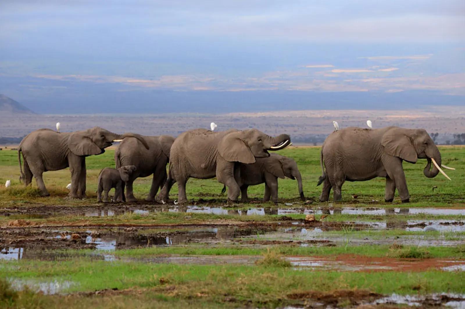 Elabush Safaris — Elephant at sunrise with Mount Kilimanjaro, Amboseli