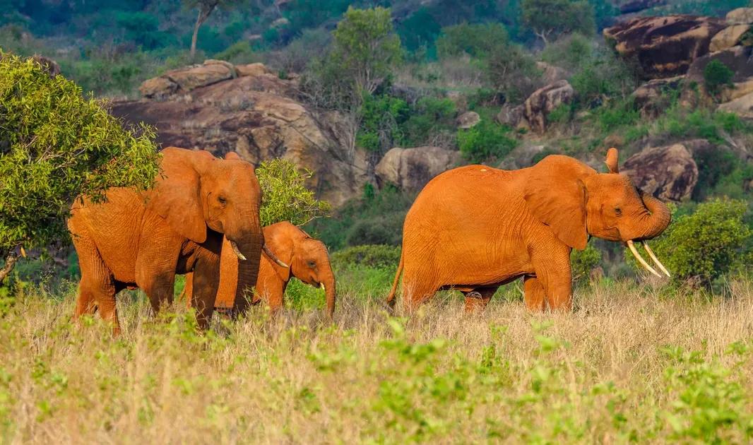 Tsavo Red Elephant Safari