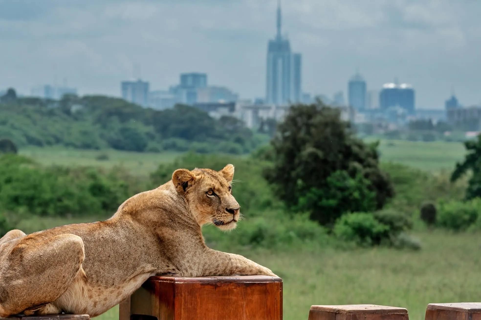 Nairobi City Explorer