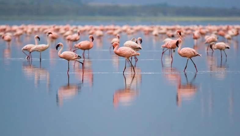 Lake Nakuru National Park