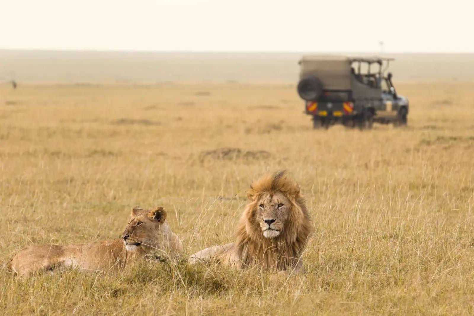 Elabush Safaris — Zebras on the Maasai Mara savannah, Kenya