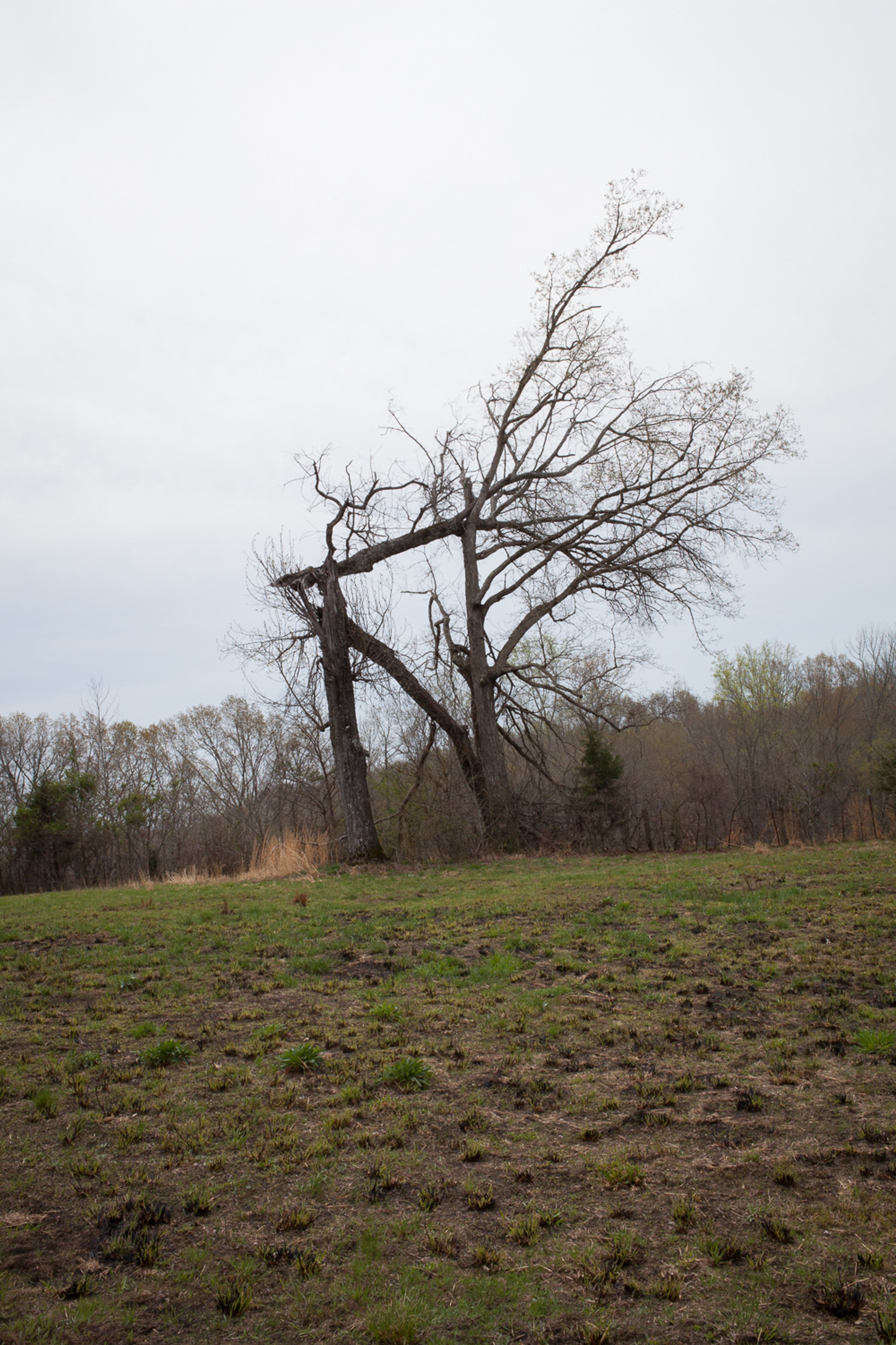 Shiloh — photograph by Shawne Brown