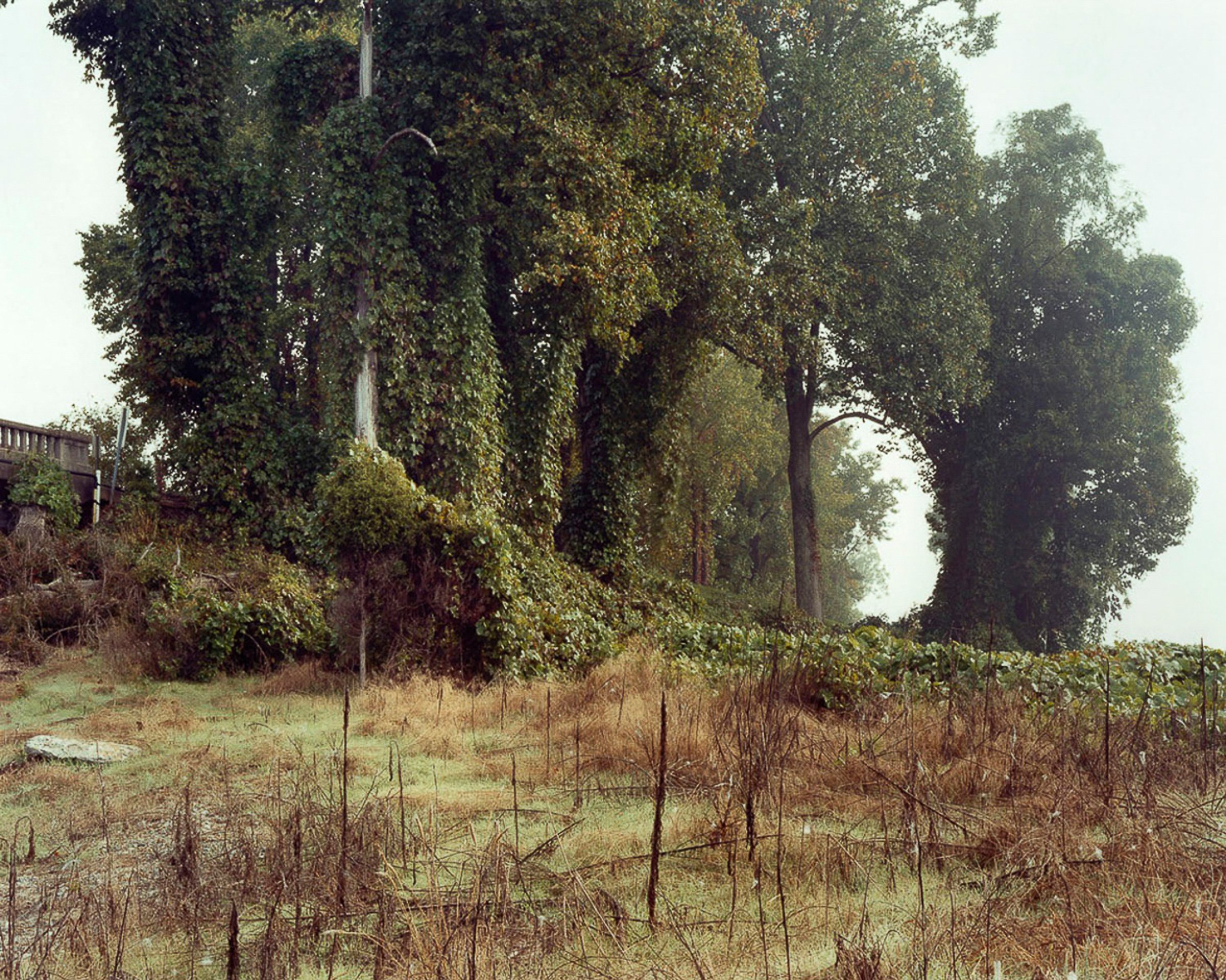 See the Elephant — photograph by Shawne Brown