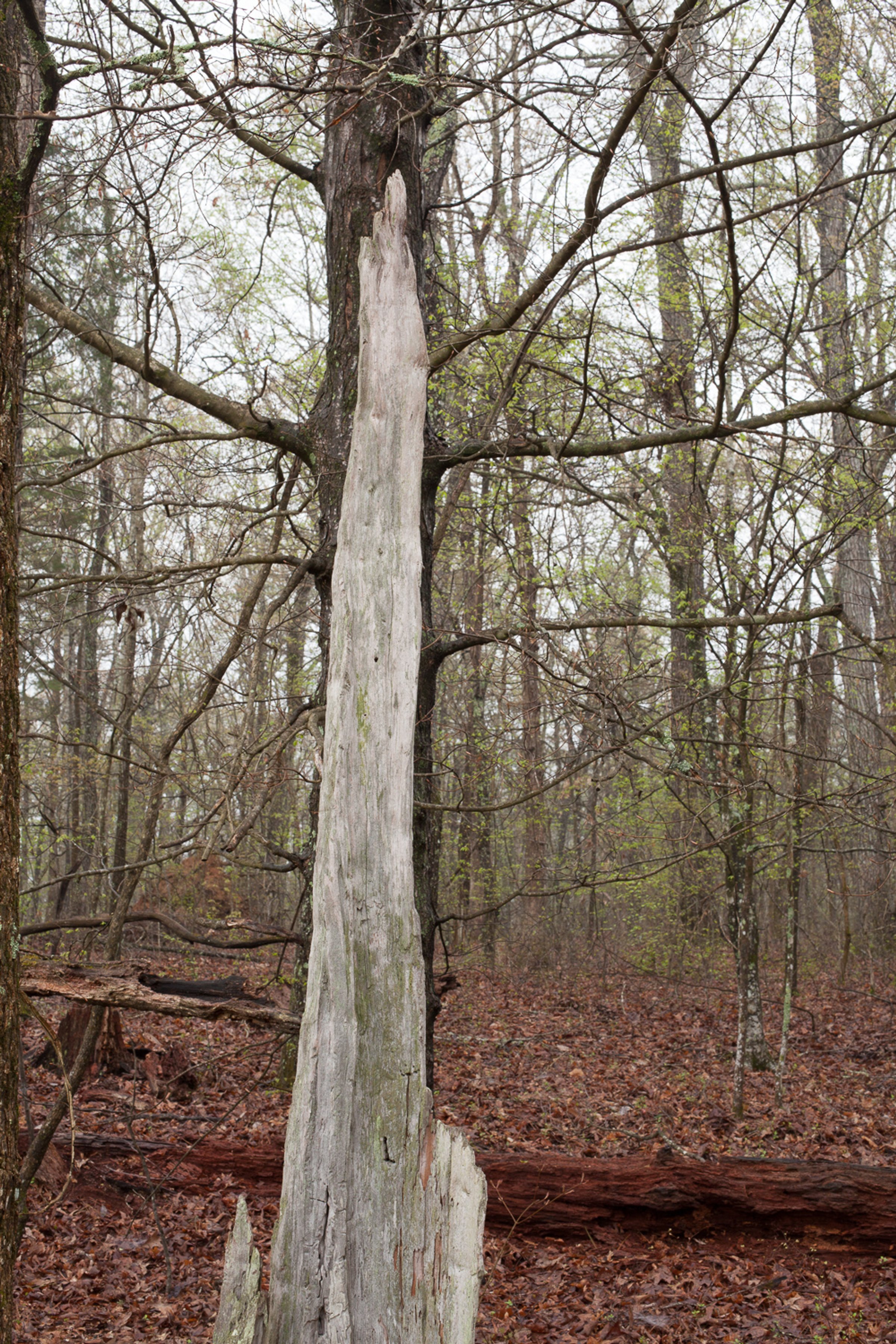 Shiloh — photograph by Shawne Brown