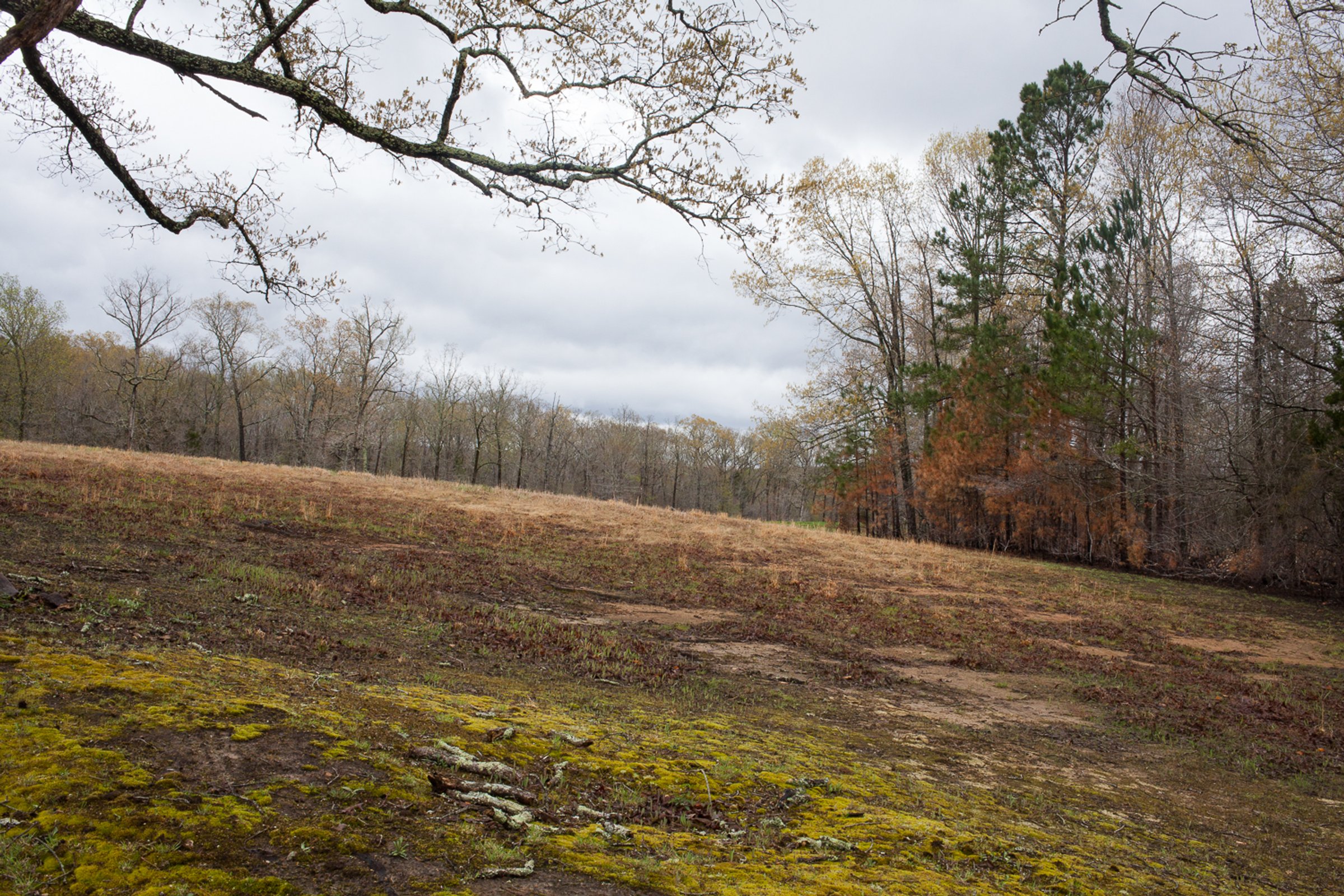 Shiloh — photograph by Shawne Brown