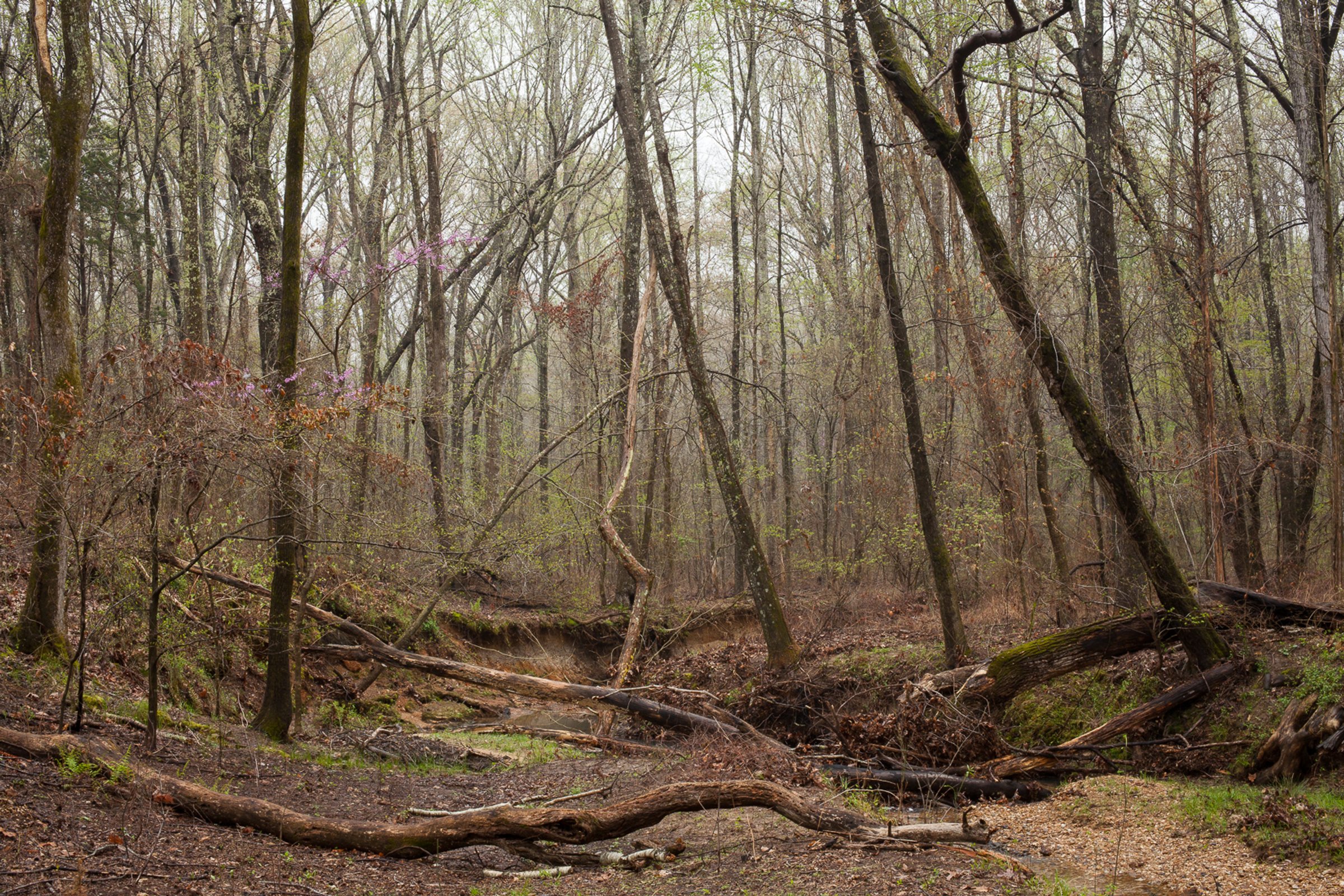 Shiloh — photograph by Shawne Brown