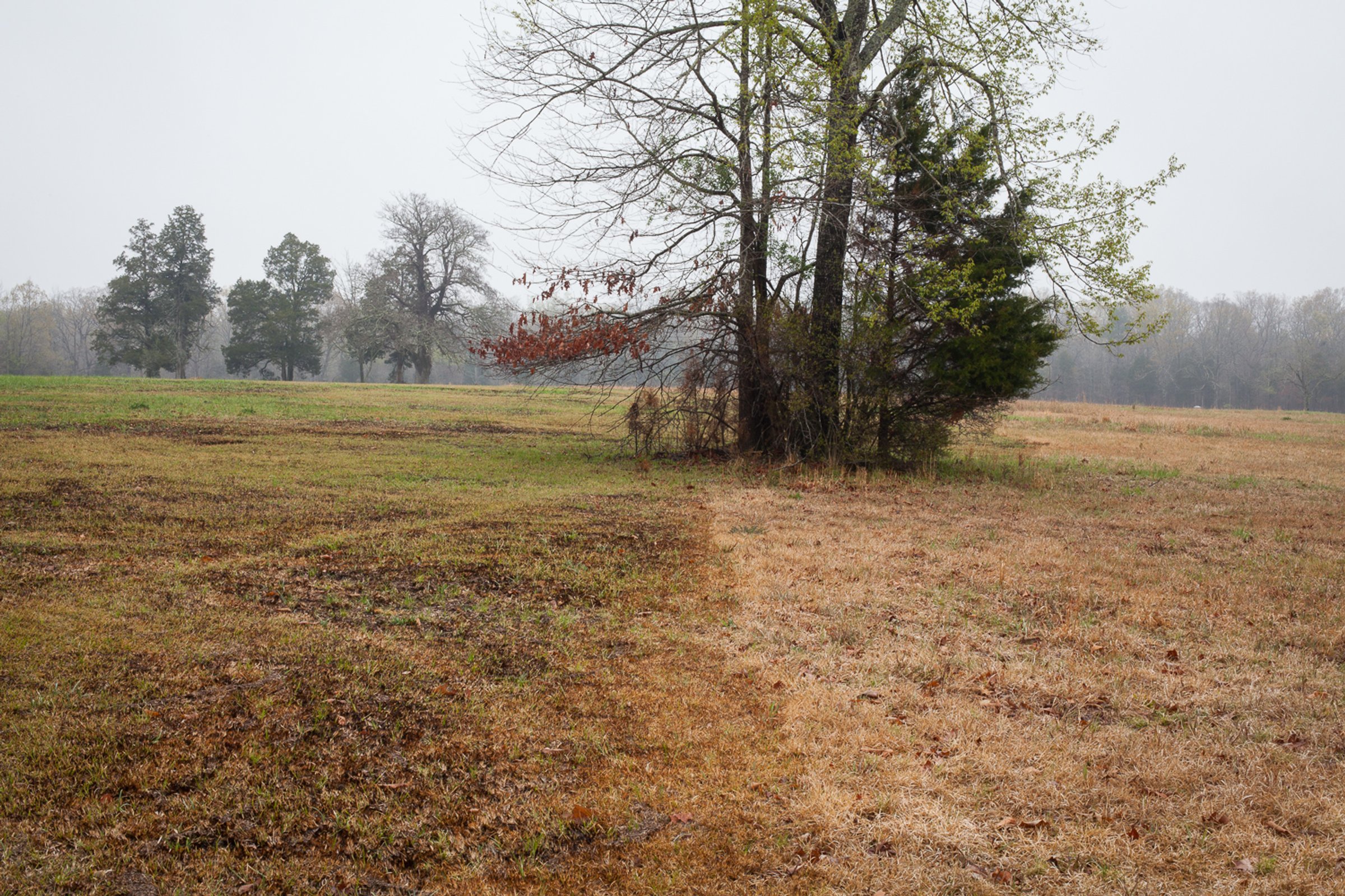 Shiloh — photograph by Shawne Brown