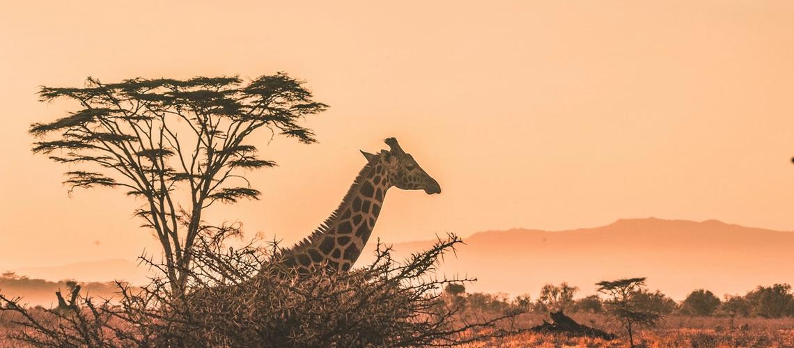 Best Time to Visit Kruger National Park