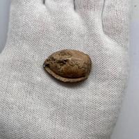 Ghiande Missile con Esergo "ROMA" thumb 1