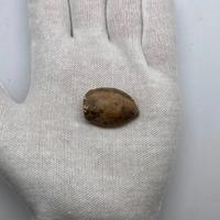 Ghiande Missile con Esergo "ROMA" thumb 2