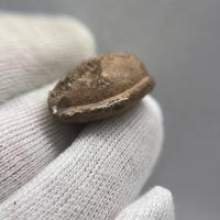 Ghiande Missile con Esergo "ROMA" thumb 4