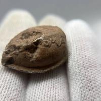 Ghiande Missile con Esergo "ROMA" thumb 3