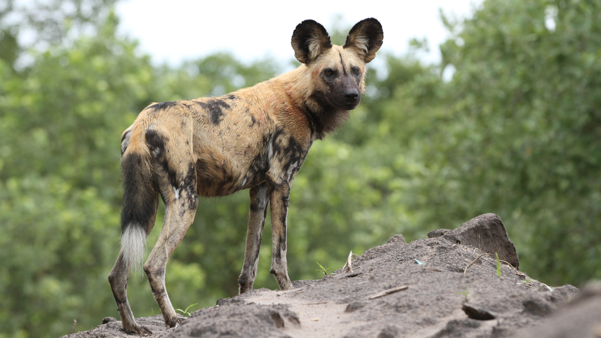 Data, Automation & AI