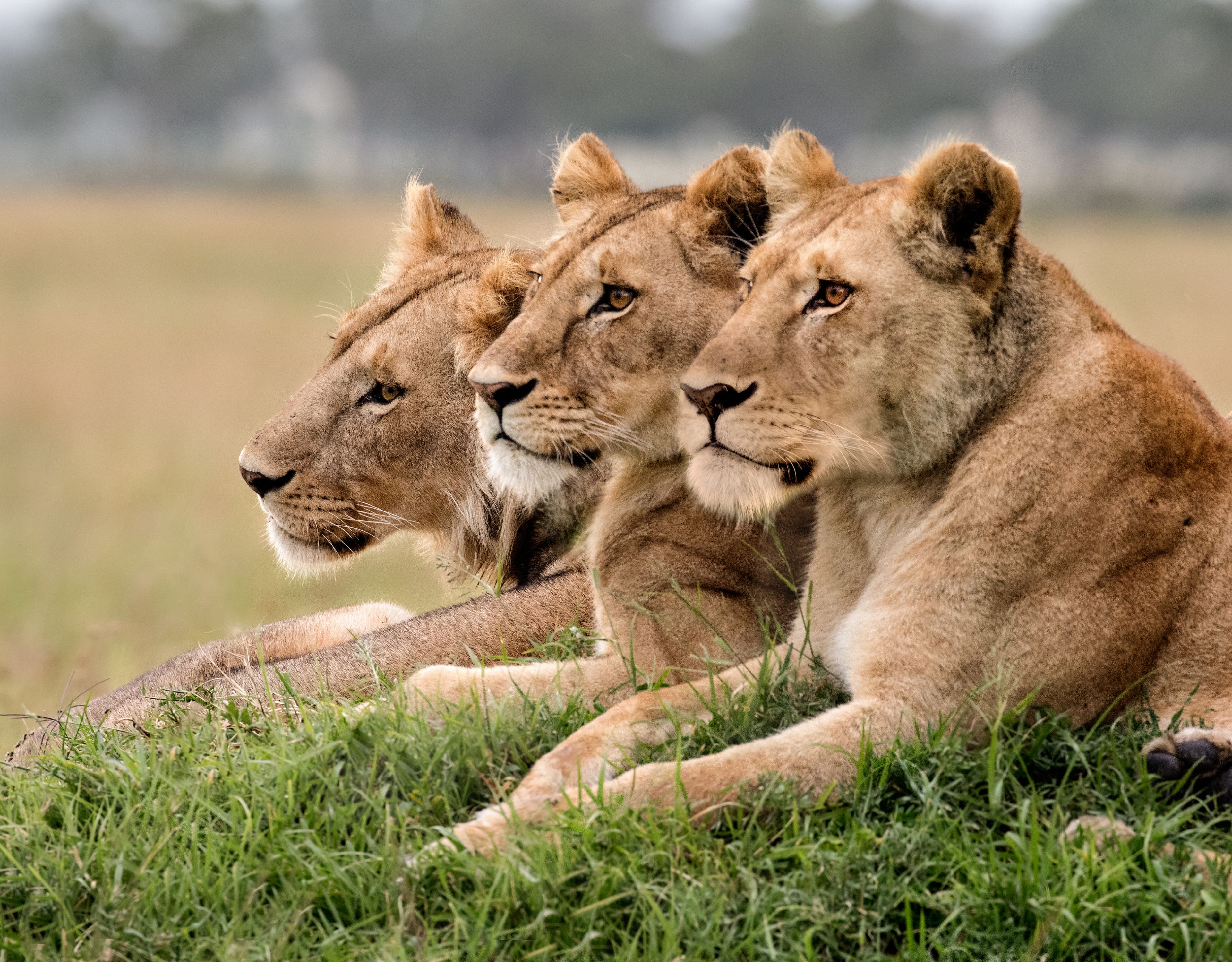 Drop us a Lion!