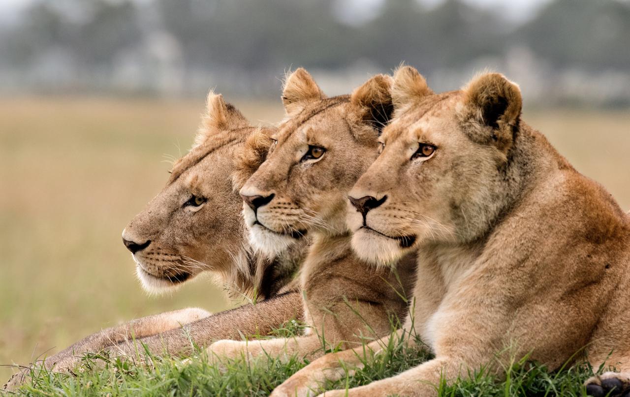 Drop us a Lion!