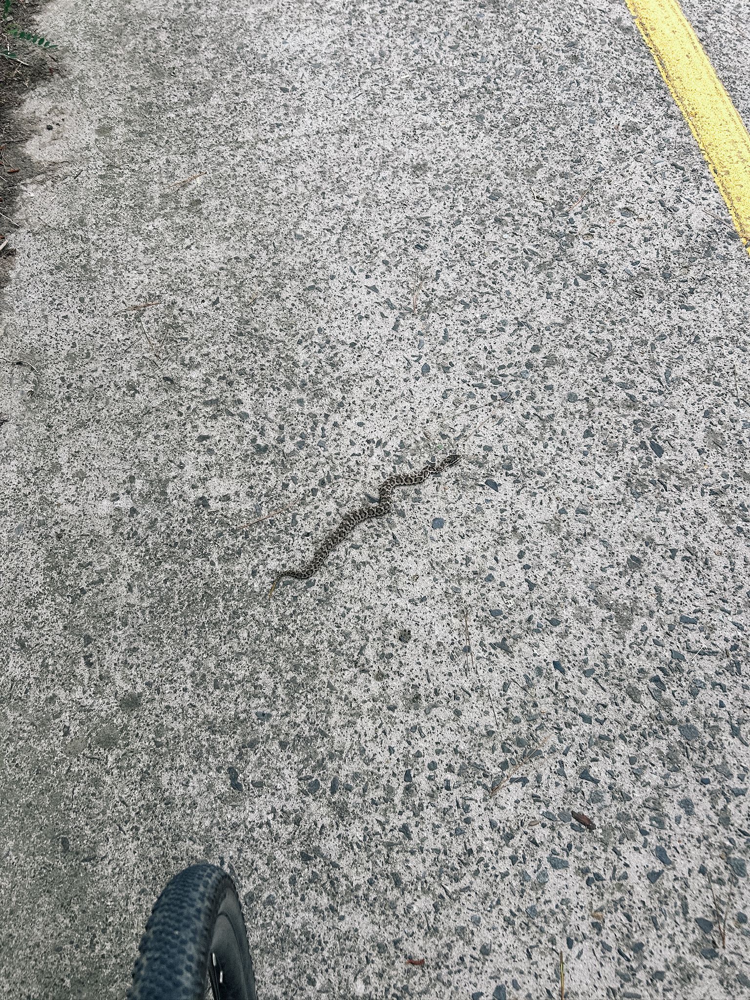 죽은 척을 하고 있는 뱀