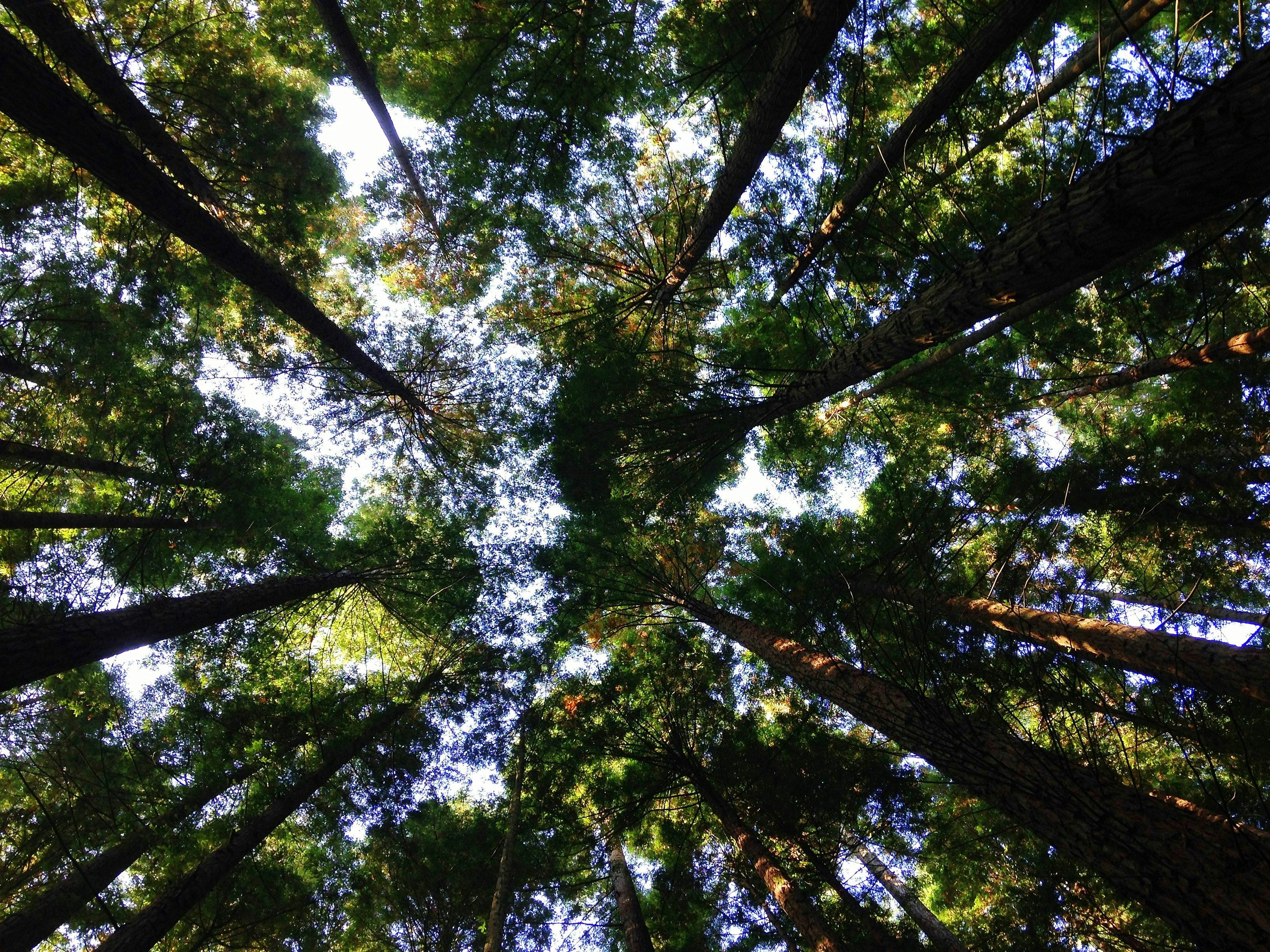 view of tree canopy