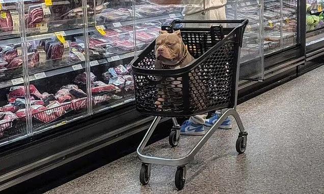 Kedai Bayi Teluk Intan Mohon Maaf, Tutup Sementara Selepas Pelanggan Letak Anjing Dalam Troli