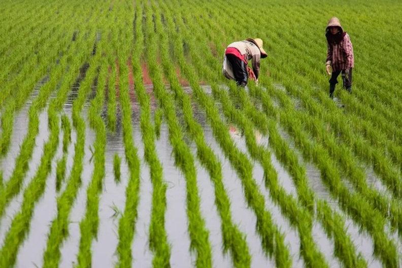 Bekalan Baja Terlewat, Pesawah Mada Tetap Rugi