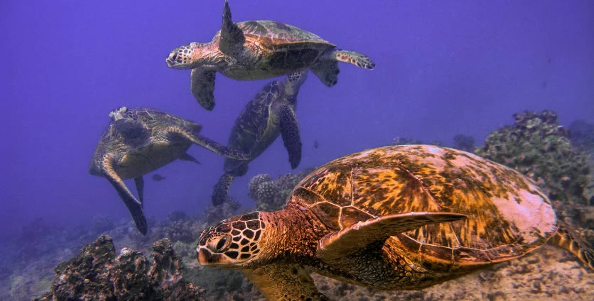 Turtle Canyon Snorkeling Adventure photo