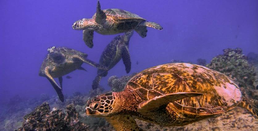 Turtle Canyon Snorkeling Adventure photo
