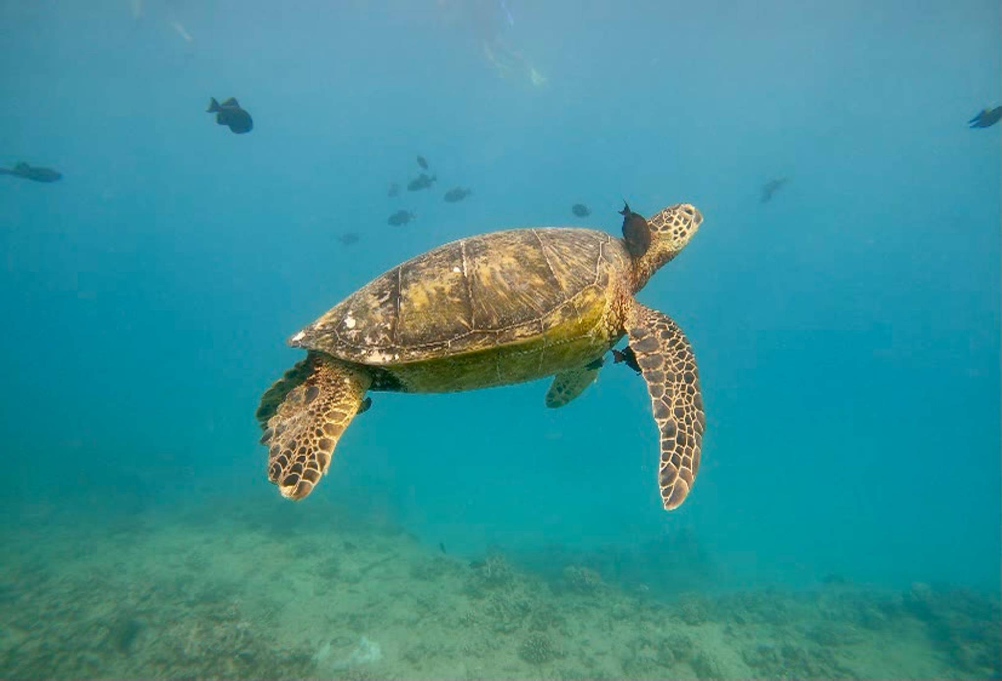 Hawaiian green sea turtle at Turtle Canyons