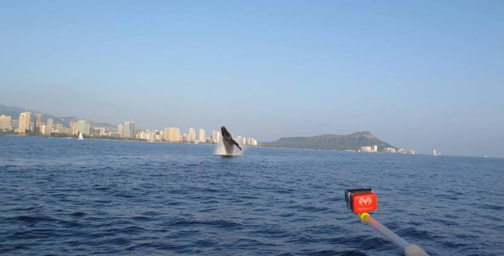 Whale Watching Waikiki photo