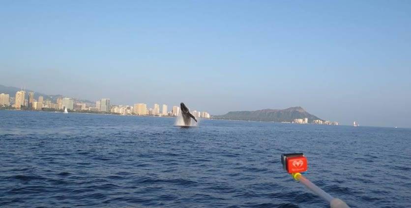 Whale Watching Waikiki photo